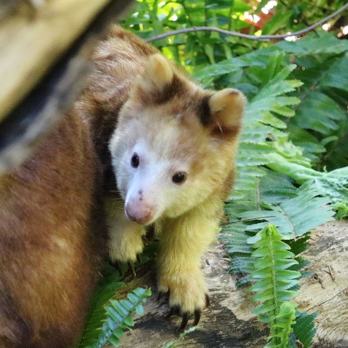 キノボリカンガルー　表紙